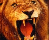 В Танзании маленький песик атаковал двух огромных львов