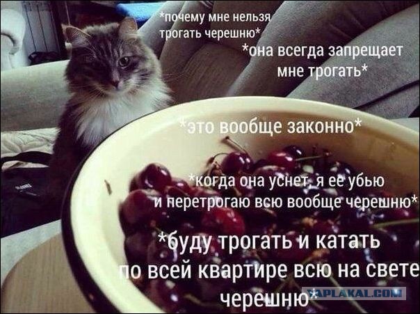 Бредзона 09.02.21