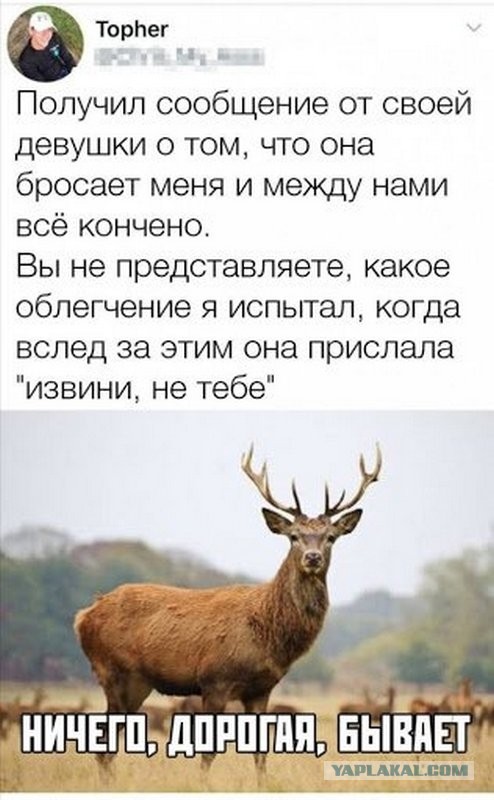 Откуда такие олени берутся?