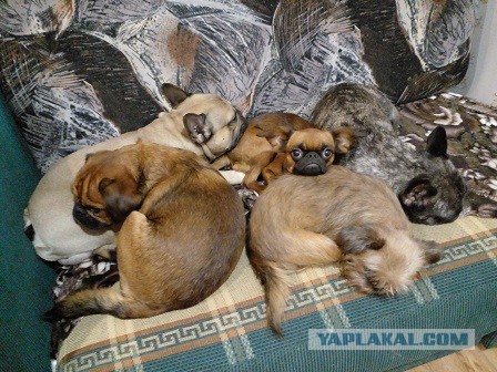 Котовторник вроде.