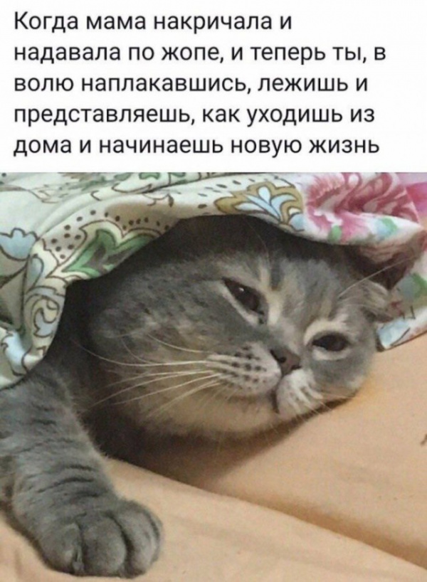 Картинки и мемы, начало праздников