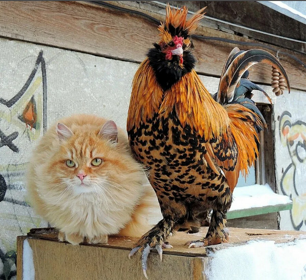 Деревенские, милые, шерстяные