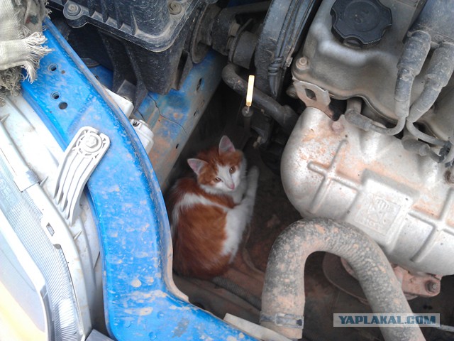 Котовторник 09.04.2013