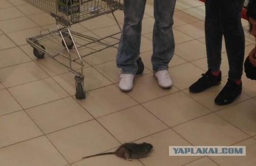 Затравка перед котовторником