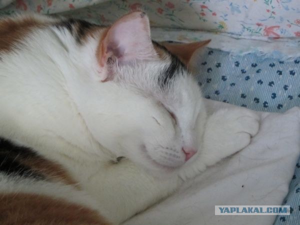 Котовторник 04.06.2013