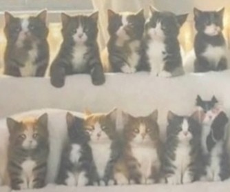 Вот такая футболка с котиками