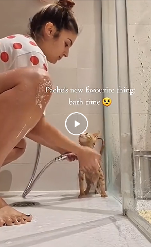 Водоплавающие коты))