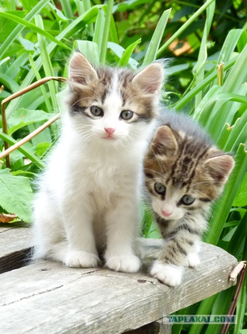 Котовторник 9.07.2013