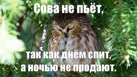 А где пьяная Сова?