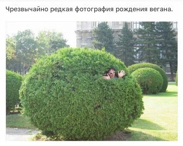 Картинки для деградации 202 (разной степени свежести)