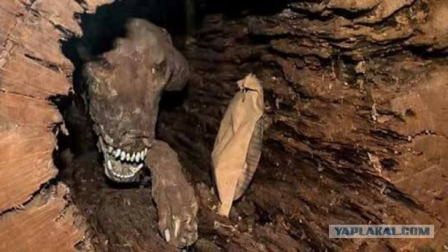 *БАЯН*Достали пёселя
