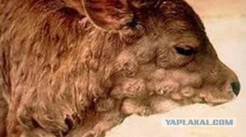Под Иркутском ввели режим ЧС из-за вспышки узелкового дерматита
