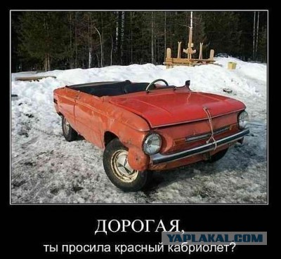 Цвергпинчер и сушка