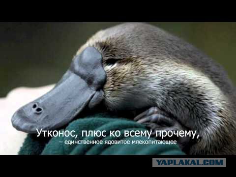 А Австралия че?