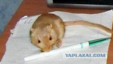 Декоративные крысы