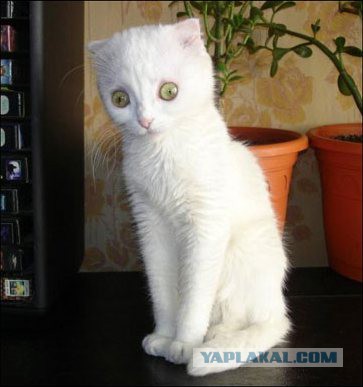 Кошка слушает гимн России