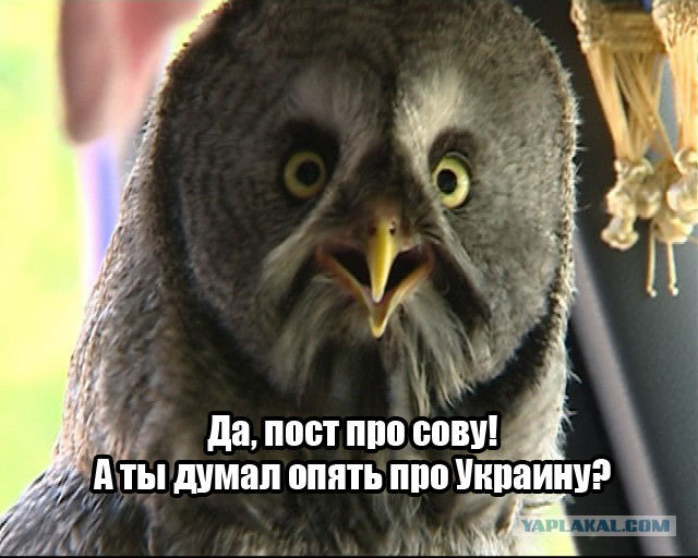 Вот такая дружба