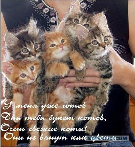 Котовторник 05.08.2014