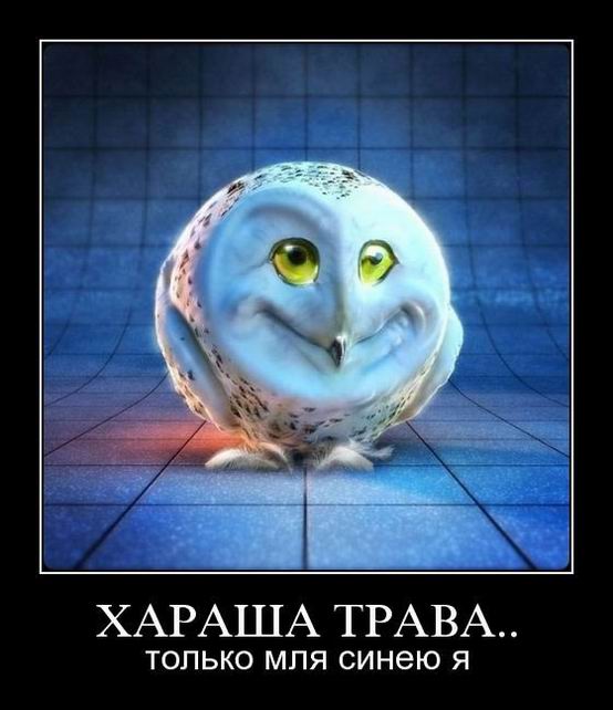 Смешные картинки