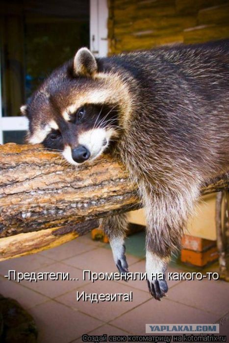 20 правил жизни енотов
