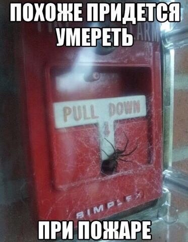 Приколы из сети