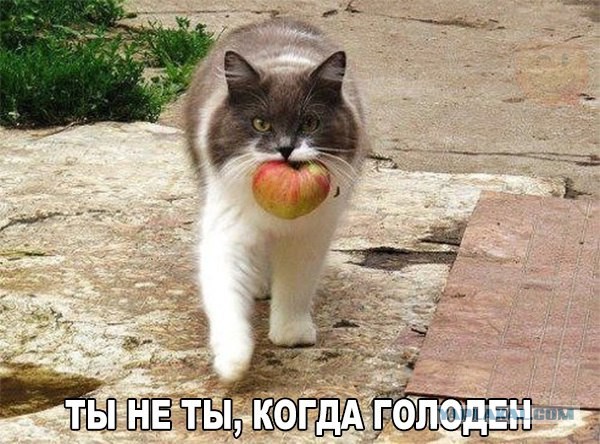 Картинки из сети