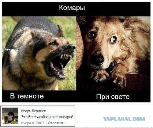 Ужасы и приколы из соцсетей 18+