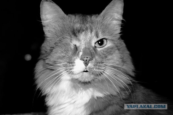 Одноглазый кот-пират по кличке Уэсли