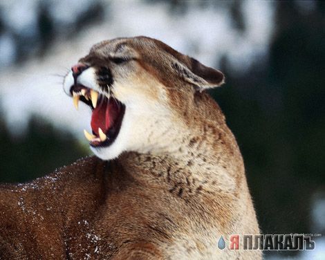 ДИКИЕ КОШКИ