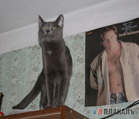 Котовторник!