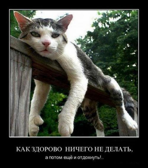 Демы к котовторнику!