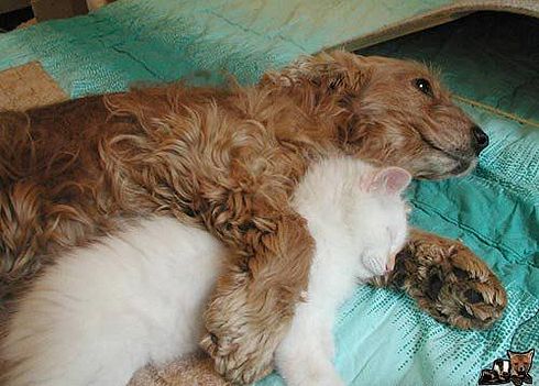 Любовь - морковь