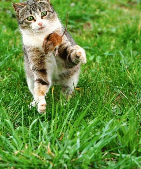 Коты из сети