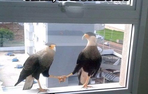 Самые смешные животные
