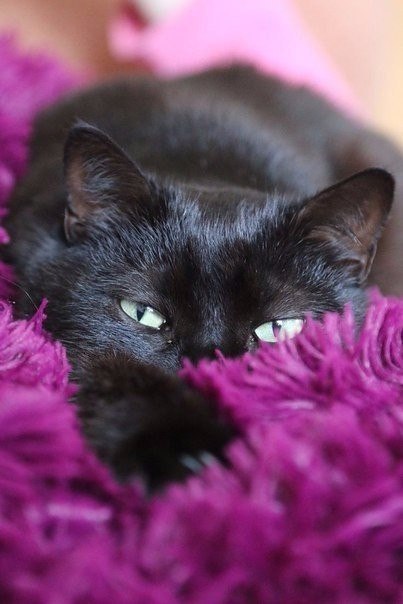 Коты и Кошки