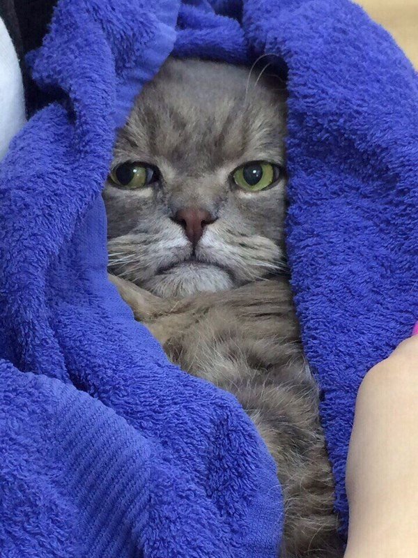 Коты и Кошки