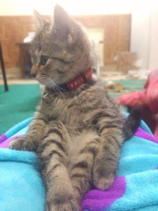Коты и Кошки