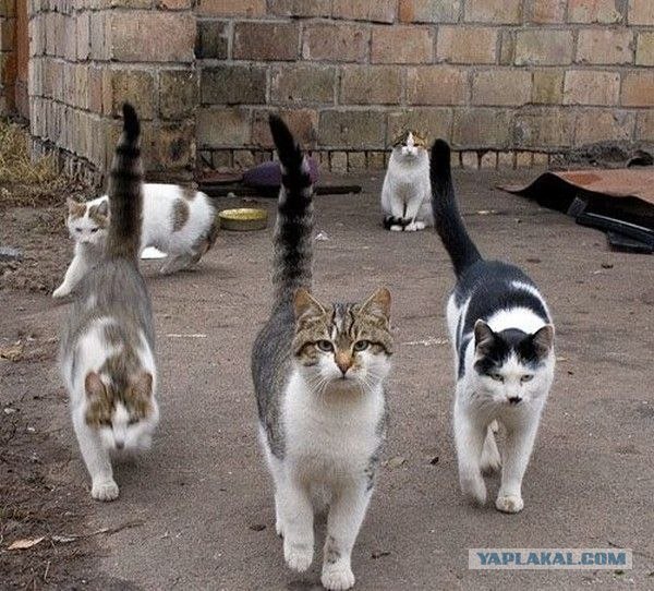 Классификация пользователей ЯПа