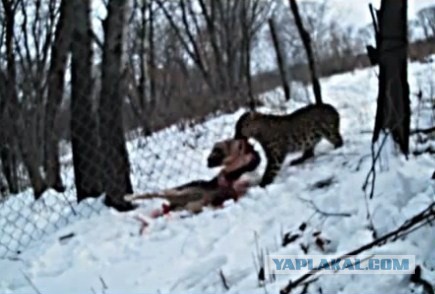 Жертвой леопарда стала собака ...