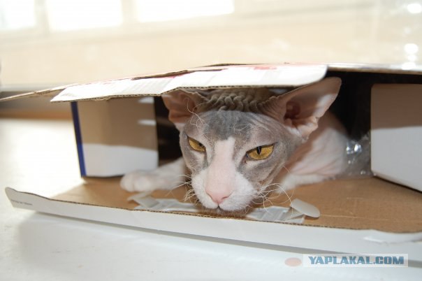 Котовторник на 22 июня