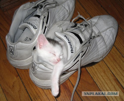 It's Catursday Fever! (Котовторник)