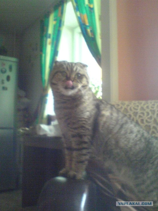 Интимный котовторник (23.08.11)