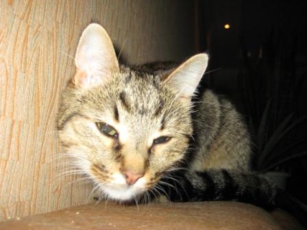 Котэшности