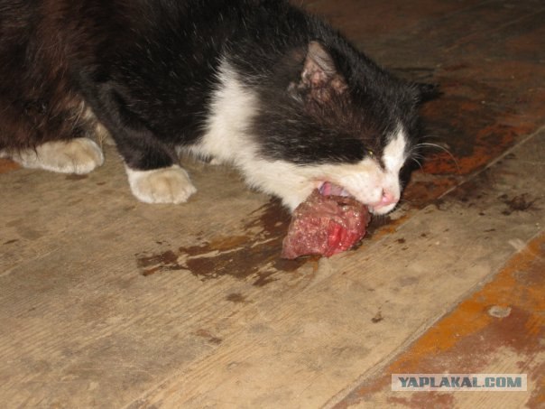 Котовторник! 08.11.11
