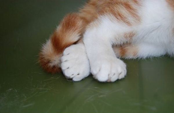 Котовторник 13.12.11 - магическе числа