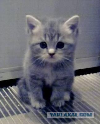 Котовторник (31.01.2012)