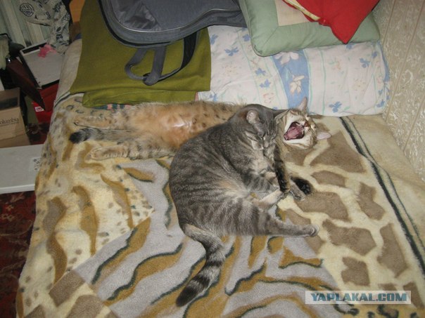 Котовторник (21.02.2012)