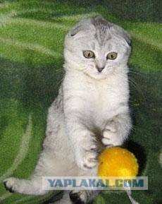 Котовторник 20.03.2012