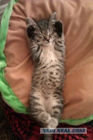 Котовторник 8 мая 2012