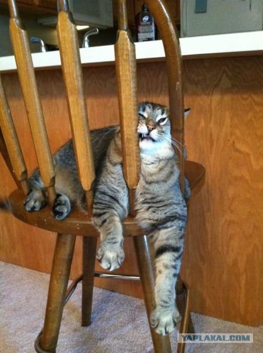 Котовторник  12. 06. 2012
